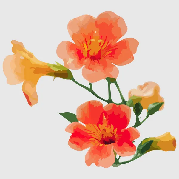 Orange Blühende Blumen Realistische Hand Gezeichnet Vektor Und Illustrationen Weißer — Stockvektor