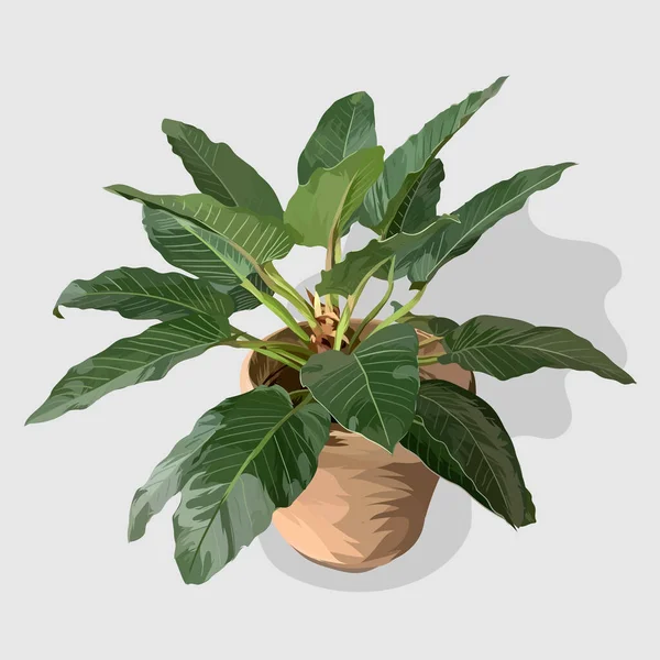 Philodendron Realistisk Handritad Vektor Och Illustrationer Vit Bakgrund — Stock vektor