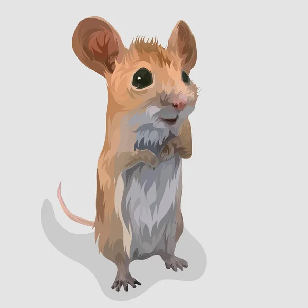Tikus Berdiri Mengisolasi Vektor Gambar Tangan Yang Realistis Dan Ilustrasi - Stok Vektor