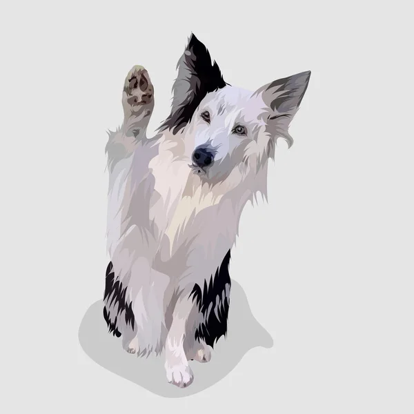 Cão Merle Isolado Realista Mão Desenhado Vetor Ilustrações — Vetor de Stock