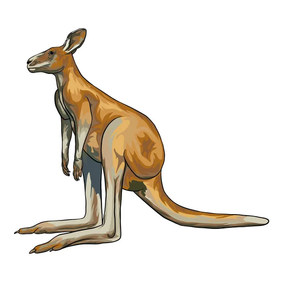 Röd Kangaroo Vektor Vit Bakgrund — Stock vektor