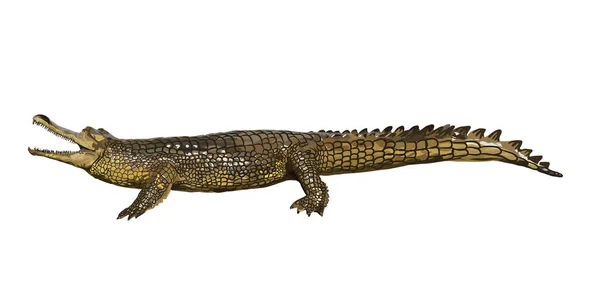 Alligator Vector Witte Achtergrond — Stockvector