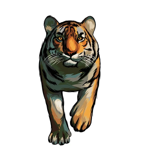 Bengala Tigre Vector Fundo Branco — Vetor de Stock