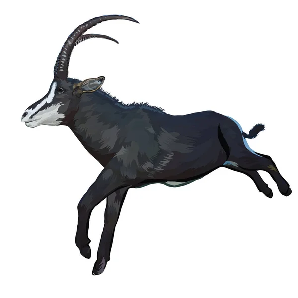 Sable Antelope White Background Vector - Stok Vektor