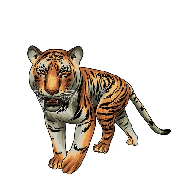 Latar Belakang Putih Harimau Bengal Vektor - Stok Vektor