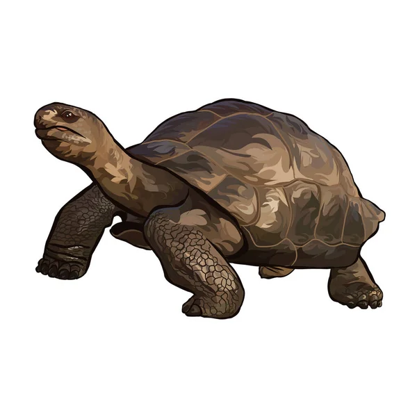 Galapagos Reuzenschildpad Witte Achtergrond Vector — Stockvector