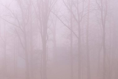 Sis içindeki ağaçlar ve kötü görüş mesafesi