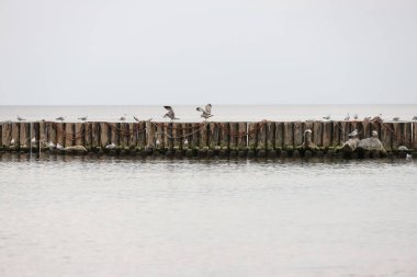 Kumsalda martılar kumların arasında ve rıhtımın duvarında.