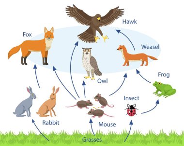 Set with different animals in a biological food chain on white background clipart