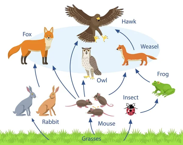 Ensemble avec différents animaux dans une chaîne alimentaire biologique sur fond blanc — Image vectorielle