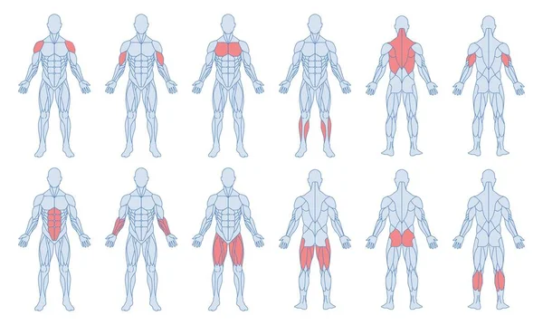 Männliche Muskelanatomie Set Männliche Figur Mit Hervorgehobenem Bizeps Trizeps Quadrizeps — Stockvektor