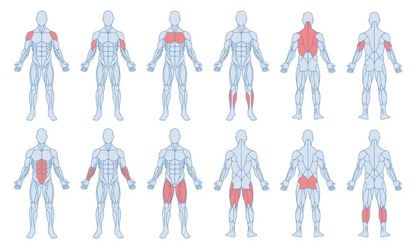 Erkek kas anatomisi seti. Bir insan figürü ve altı çizili pazılar, trisepsler, kuadrisepsler, buzağı ve latissimus dorsi. Antrenman ve spor. Çizgi film düz vektör koleksiyonu beyaz arkaplanda izole edildi