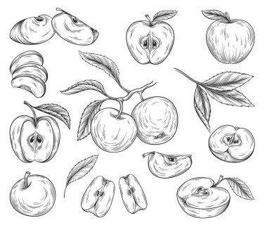 Hand drawn apples set. Sketches with whole fruits, cut pieces, slices and parts. Vintage design elements for packaging and printing. Simple linear vector collection isolated on white background