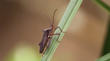 Siyah bir böceğin videosu, yeşil bir yaprağa tünemiş bir bitki.