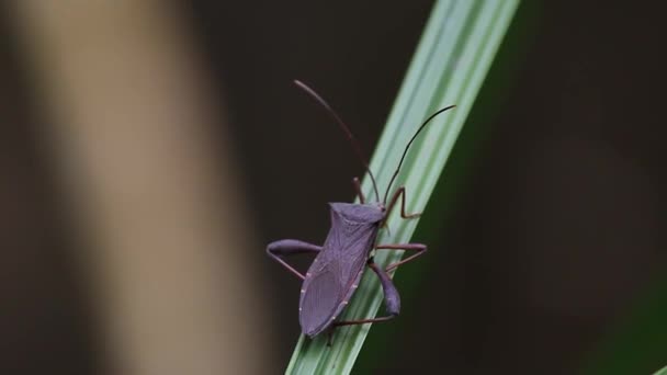 Video Escarabajo Negro Una Plaga Vegetal Posada Sobre Una Hoja — Vídeo de stock