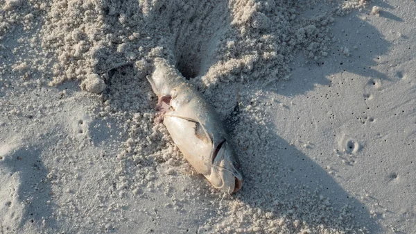 Dead catfish on the beach from red tide event Stock Picture