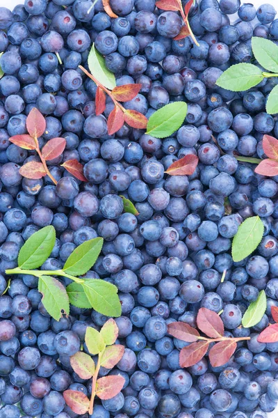 kırmızı ve yeşil yapraklı ve yapraksız yaban mersinli makrosu