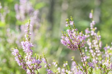 Çiçekli fundalıklar.