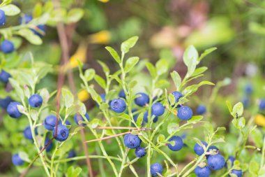 Vahşi bir ormanda yeşil kırmızı yapraklı yaban mersinleriyle zenginleştirilmiş lüks çalılar. Yüzeyin derinliği