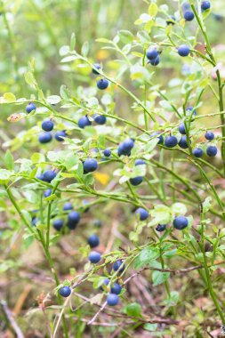 Vahşi bir ormanda yeşil kırmızı yapraklı yaban mersinleriyle zenginleştirilmiş lüks çalılar. Yüzeyin derinliği
