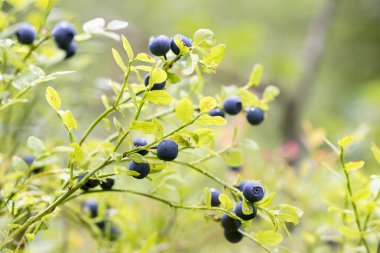 Vahşi bir ormanda yeşil kırmızı yapraklı yaban mersinleriyle zenginleştirilmiş lüks çalılar. Yüzeyin derinliği