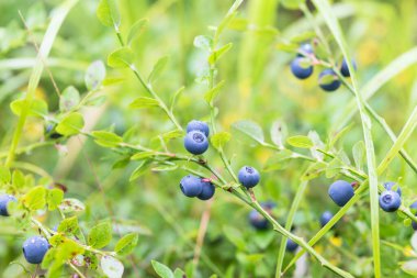 Vahşi bir ormanda yeşil kırmızı yapraklı yaban mersinleriyle zenginleştirilmiş lüks çalılar. Yüzeyin derinliği