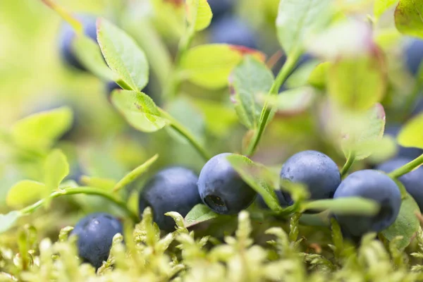 Luxurious Bushes Richly Strewn Blueberries Green Red Leaves Wild Forest — Stock Photo, Image