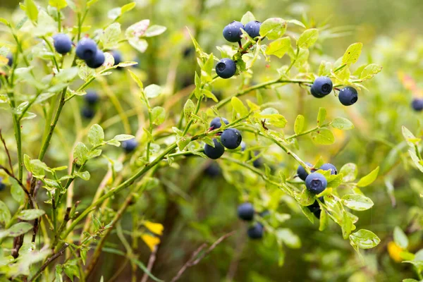 Buissons Luxueux Richement Parsemés Bleuets Aux Feuilles Rouges Vertes Dans — Photo