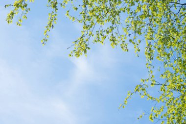 Genç bir huş ağacının güçlü dalları gökyüzünün mavi arka planında asılı ve solda