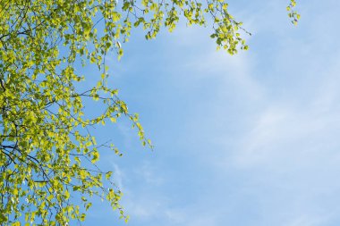 Genç bir huş ağacının güçlü dalları gökyüzünün mavi arka planında asılı ve solda