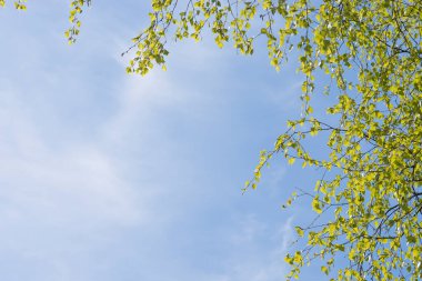 Genç bir huş ağacının güçlü dalları gökyüzünün mavi arka planında asılı ve solda