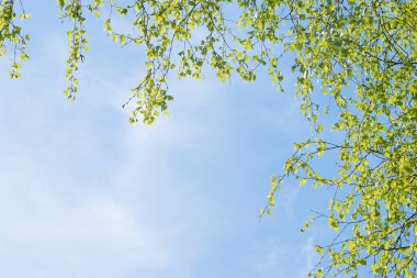 Genç bir huş ağacının güçlü dalları gökyüzünün mavi arka planında asılı ve solda