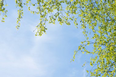 Genç bir huş ağacının güçlü dalları gökyüzünün mavi arka planında asılı ve solda