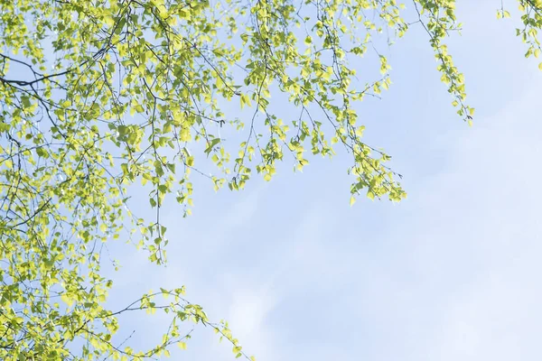 Genç bir huş ağacının güçlü dalları gökyüzünün mavi arka planında asılı ve solda