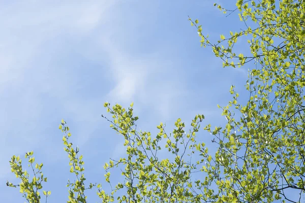 Genç bir huş ağacının güçlü dalları gökyüzünün mavi arka planında asılı ve solda