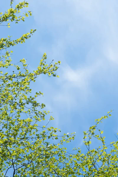 Genç bir huş ağacının güçlü dalları gökyüzünün mavi arka planında asılı ve solda