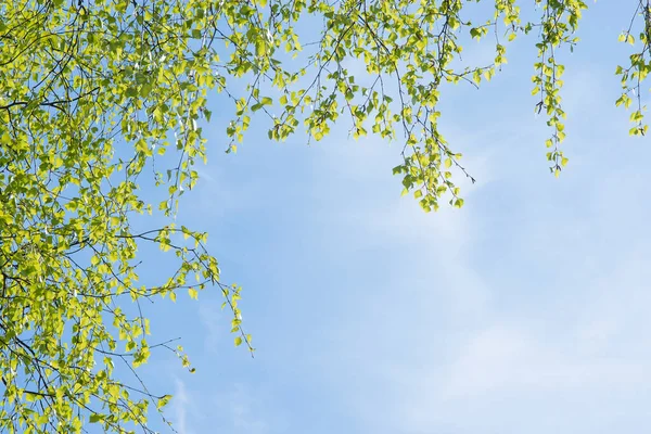 Genç bir huş ağacının güçlü dalları gökyüzünün mavi arka planında asılı ve solda