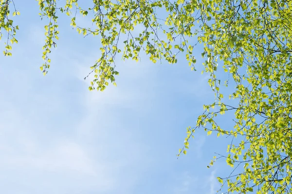 Genç bir huş ağacının güçlü dalları gökyüzünün mavi arka planında asılı ve solda