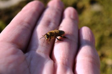 Elimde bir arı var.