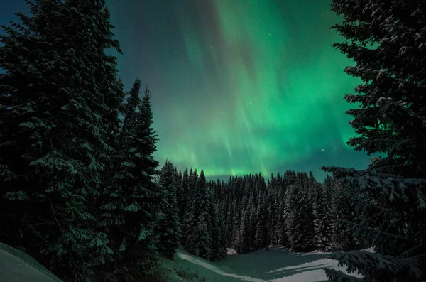 Polarlichter Winterwald — Stockfoto