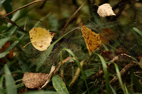 Örümcek ağında sonbahar yeşilliği