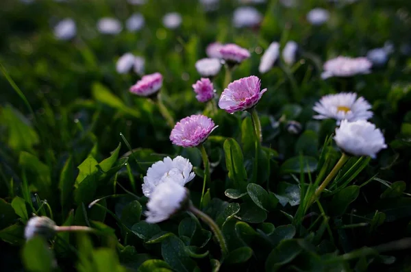 bahar beyaz, pembe çiçekler 