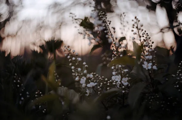 kuş kirazlı beyaz çiçekler