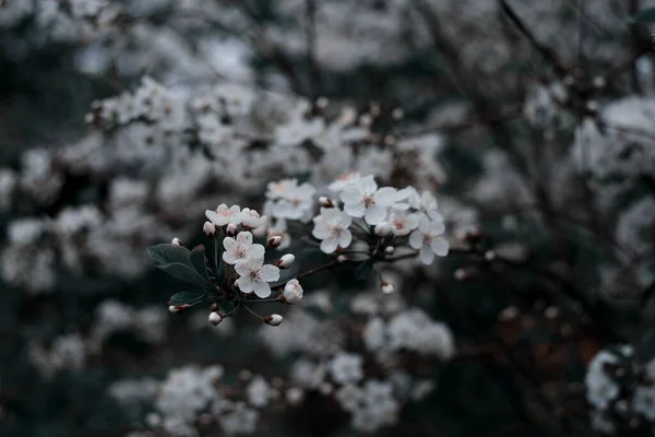 Ağaçtaki bahar çiçekleri