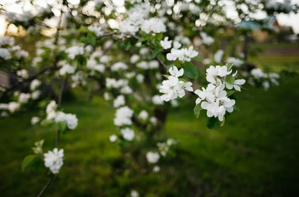Ağaçtaki bahar beyaz çiçekleri