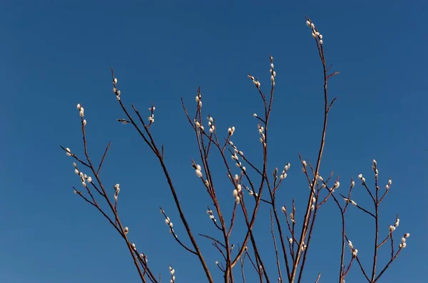 Mavi gökyüzünde söğüt
