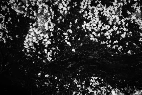 Soğuk kışta buz çiçekleri