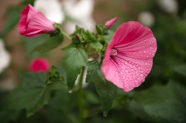  ıslak pembe çiçekler sonbahar