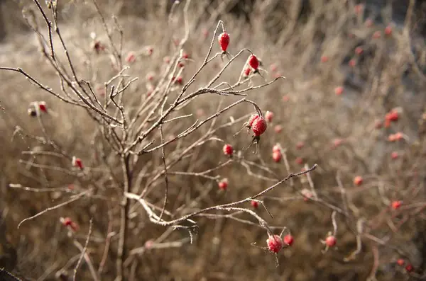 Kış mevsiminde buz gülleri
