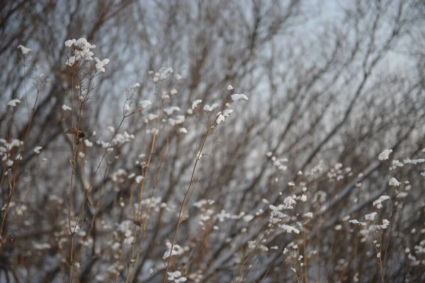 Soğuk kışta kar çiçekleri
